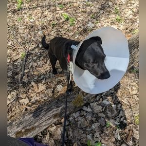 Follow Game! Please Stay Well! This buddy is growing up! 😍 What a love bug ! 🐾